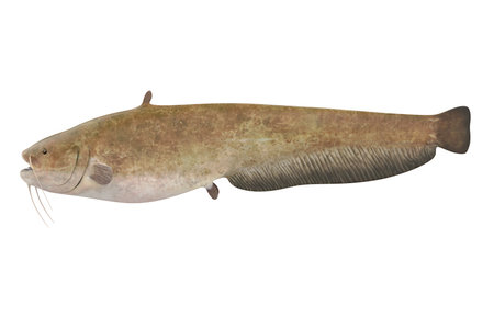 Catfish Isolated on white backgroundの写真素材