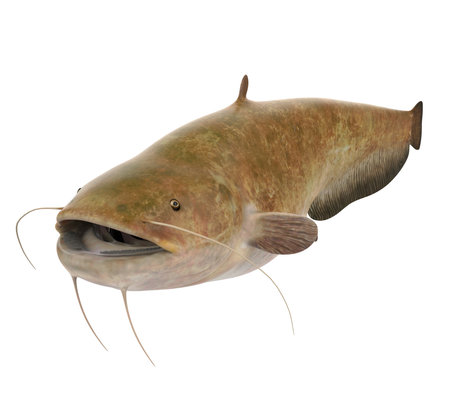 Catfish Isolated on white backgroundの写真素材