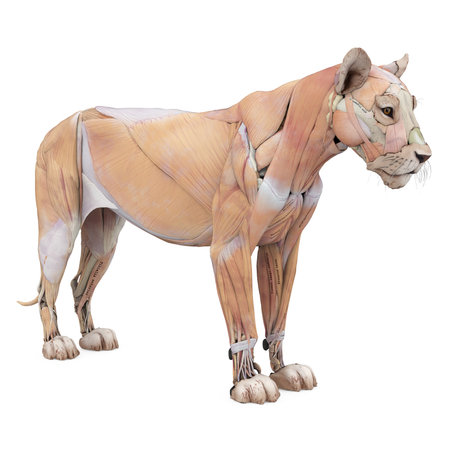 Lion Muscles Anatomy Isolatedの写真素材