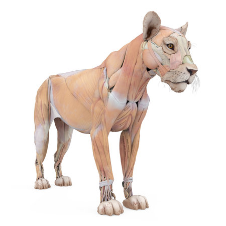 Lion Muscles Anatomy Isolatedの写真素材