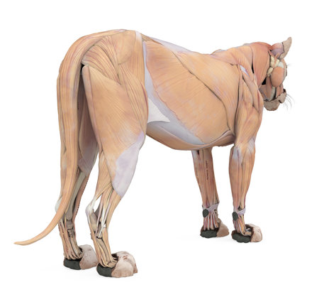 Lion Muscles Anatomy Isolatedの写真素材