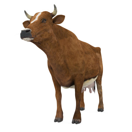 Cow Isolatedの写真素材