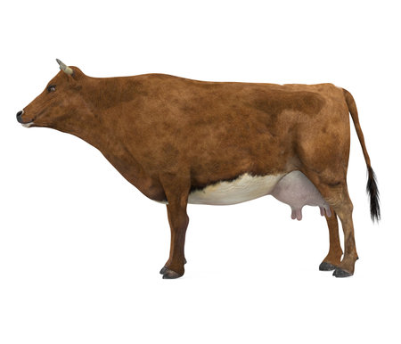 Cow Isolatedの写真素材