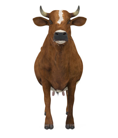 Cow Isolatedの写真素材