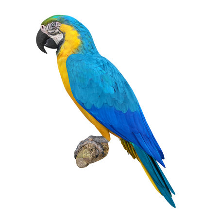 Blue and Yellow Macaw Bird Isolatedの写真素材