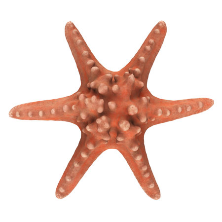 Starfish Isolatedの写真素材