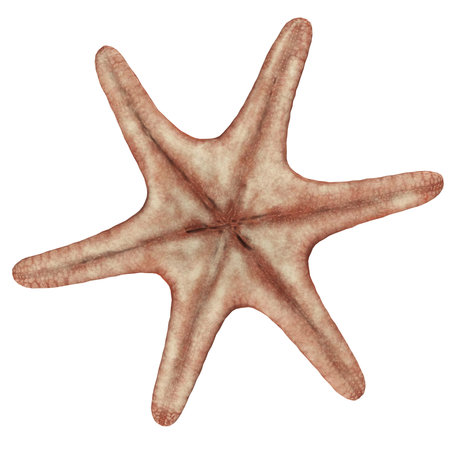 Starfish Isolatedの写真素材