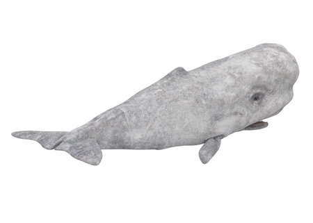 White Sperm Whale Isolatedの写真素材