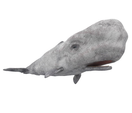 White Sperm Whale Isolatedの写真素材