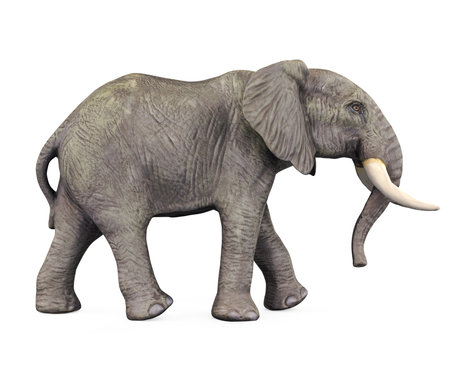 Elephant Isolatedの写真素材