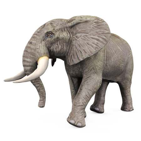 Elephant Isolatedの写真素材