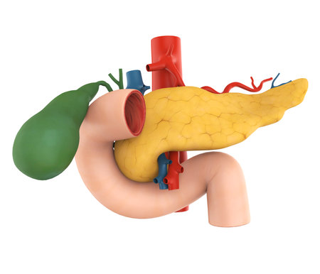 Pancreas, Gallbladder and Duodenum Anatomyの写真素材