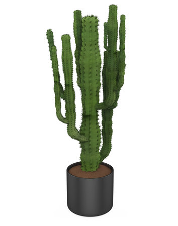 Cactus Plants Isolatedの写真素材