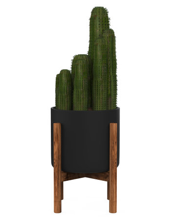 Cactus Plants Isolatedの写真素材