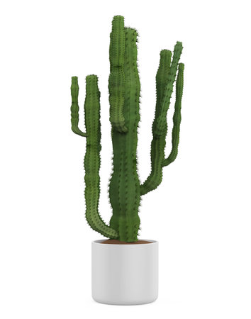 Cactus Plants Isolatedの写真素材