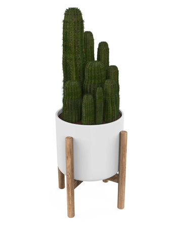 Cactus Plants Isolatedの写真素材