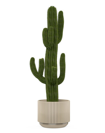 Cactus Plants Isolatedの写真素材
