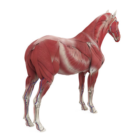 Horse Anatomy Muscular Systemの写真素材