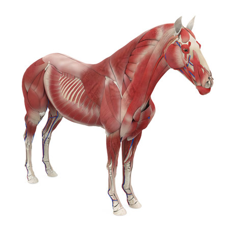 Horse Anatomy Muscular Systemの写真素材