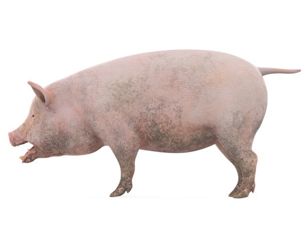 Domestic Pig Isolatedの写真素材