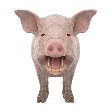 Domestic Pig Isolatedの写真素材