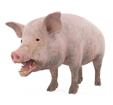 Domestic Pig Isolatedの写真素材