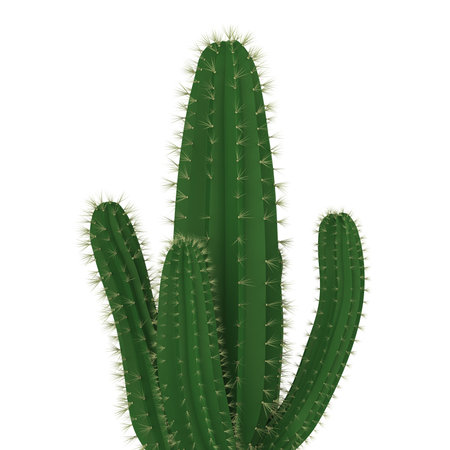 Cactus Plants Isolatedの写真素材