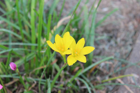 Zephyranthes の写真素材