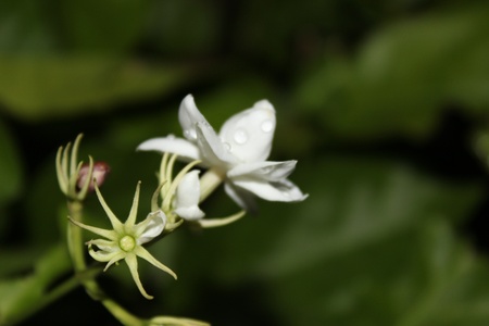 Jasmine after rain.の写真素材