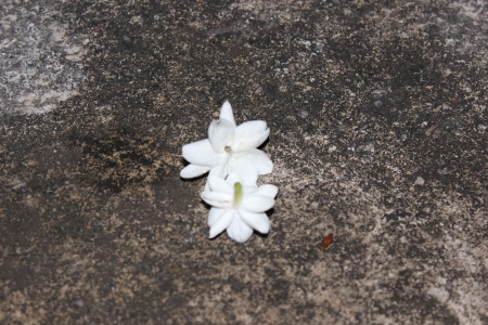 Jasmine after rain.の写真素材