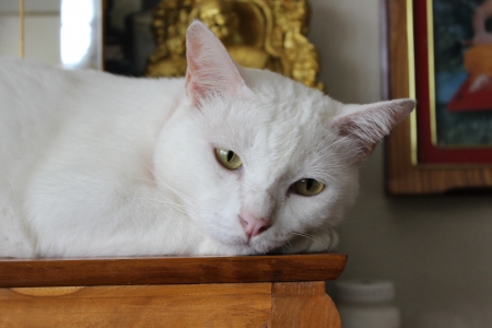 Khao Manee Cat  Yellow eye strain, In Thailand  Cat  Yellow eye strain, In Thailand の写真素材