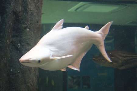 Siamese giant carp thaiの写真素材