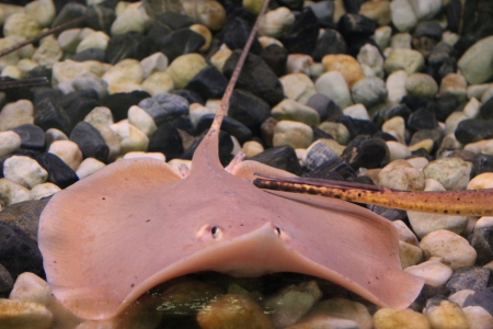 Stingrayの写真素材