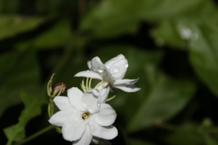 Jasmine after rain の写真素材