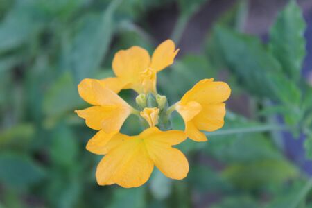 Flowerの写真素材