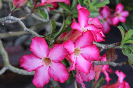 Desert Rose pinkの写真素材