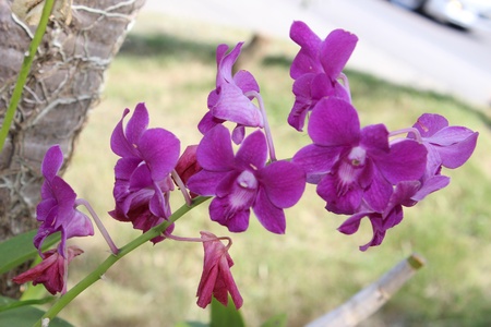 purple orchid の写真素材