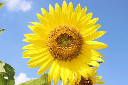 Big sunflowerの写真素材