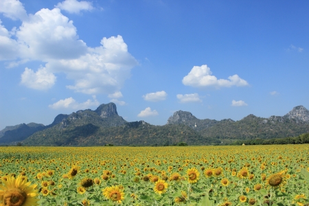 Sunflower gardenの写真素材
