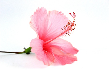 Hibiscus rosasinensis on white backgroundの写真素材