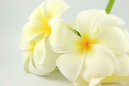 Plumeria alba on white backgroundの写真素材