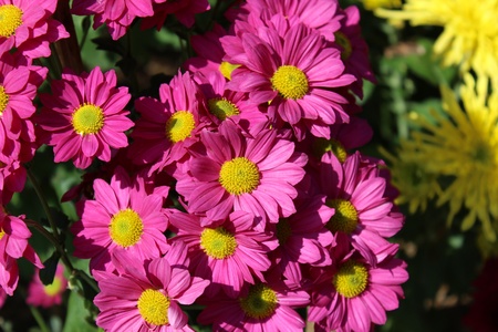 pink flower in Doi Tungの写真素材