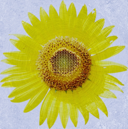 Sunflower On water Backgroundの写真素材