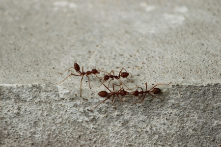 red ant の写真素材
