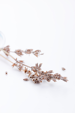 Dried lavender in a glass bottle on a white background. Copy spaceの写真素材