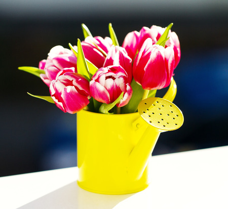 Colorful vivid Beautiful Bouquet of Purple Tulips in Watering Can on Windowsill. Spring or Summer, Gardening Concept.の写真素材