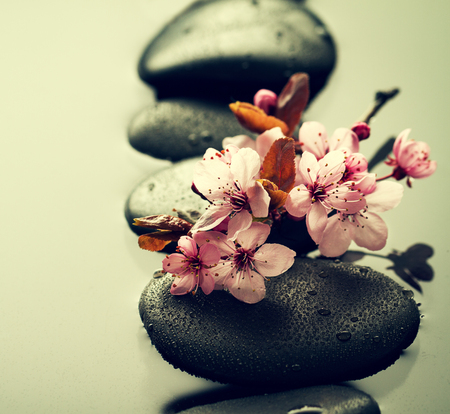 Beautiful pink Spa Flowers on Spa Hot Stones on Water Wet Background. Side Composition. Copy Space. Spa Concept. Dark Background. の写真素材