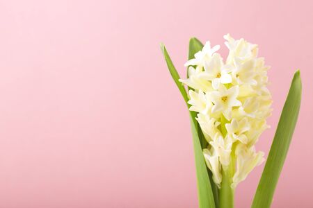 White blooming small flowers on pink bokeh background with light stains.の写真素材