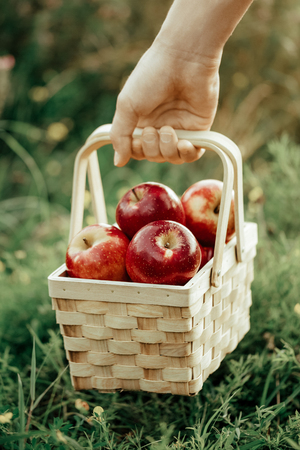 Beautiful red tasty fresh apples in wooden basket in farmers hand. Harvest Autumn Summer Farming Concept Horizontal with Copy Space Closeupの写真素材