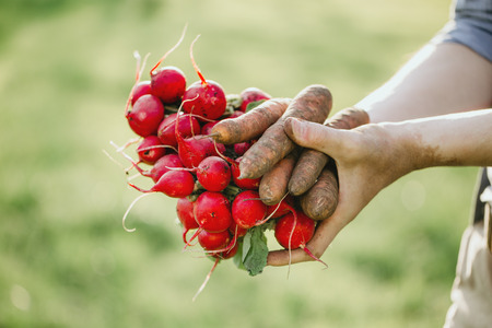 Closeup of gardener hands holding fresh grown harvest vegetables with green leaves and ground.  の写真素材
